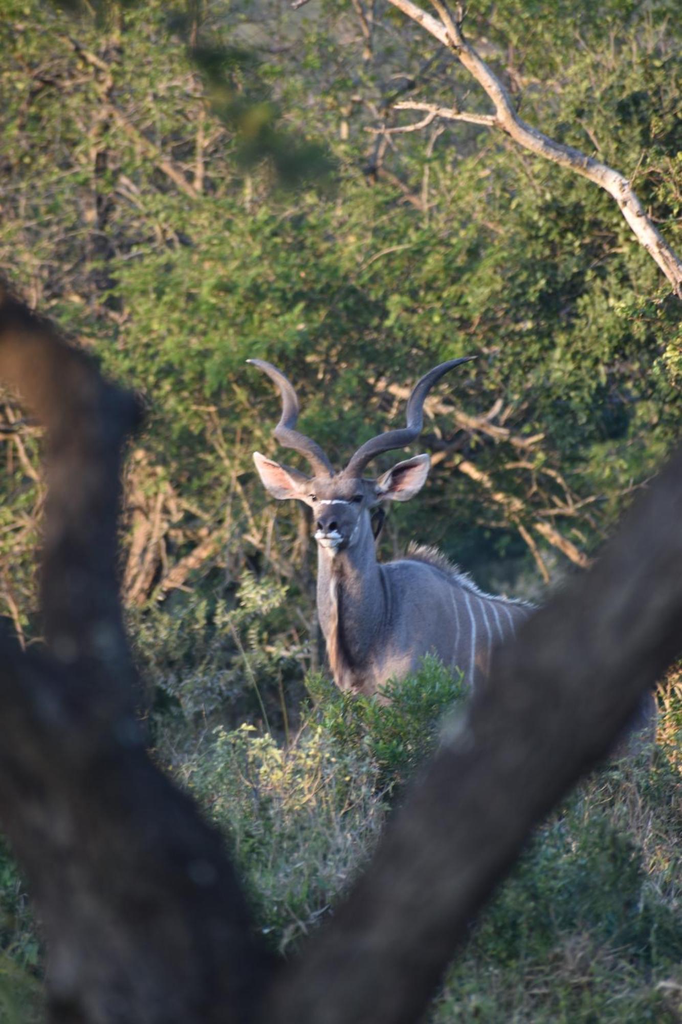 Duiker Game Lodge Hluhluwe Exterior foto